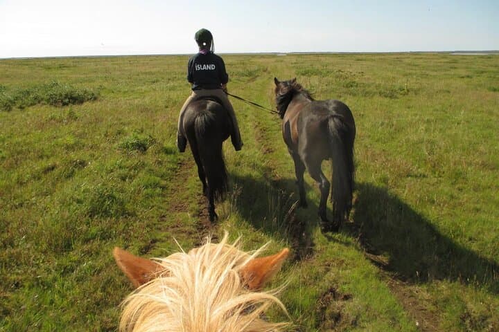 Icelandic Horse Riding and Whale Watching Cruise from Reykjavík
