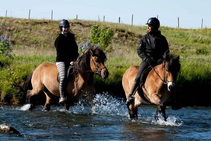 Icelandic Horse Riding and Whale Watching Cruise from Reykjavík