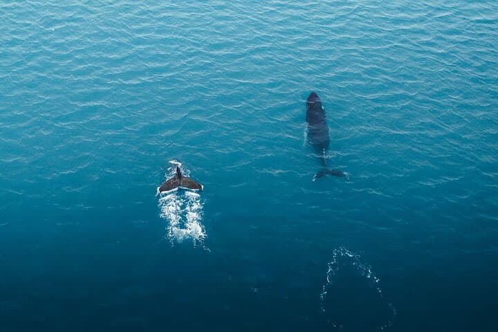 Whale-Watching Boat Tour with Expert Guide from Reykjavik