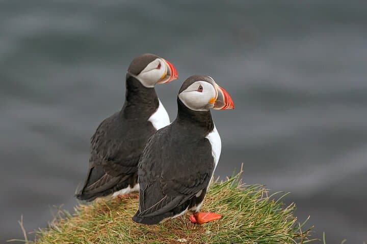 Private Westman Islands: Volcano, Wildlife and Scenic Views