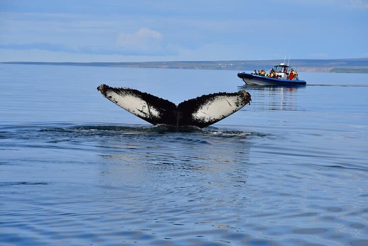 Original Big Whale Safari and Puffins from Iceland by Local Family Company in Húsavík