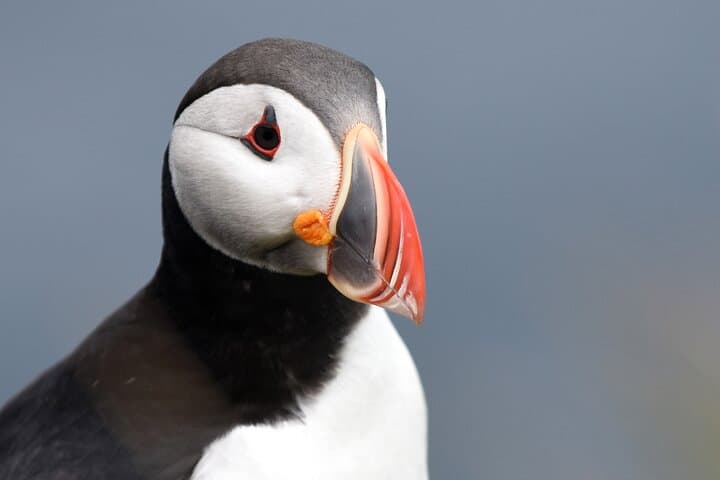 Original Big Whale Safari and Puffins from Iceland by Local Family Company in Húsavík