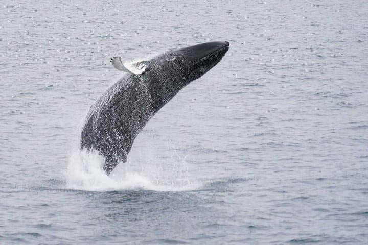 Whale Watching Cruise from Reykjavík