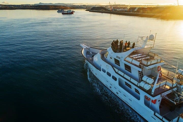 Whale Watching Cruise from Reykjavík