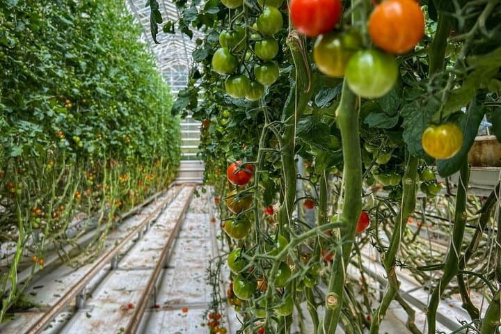Small Group Golden Circle Tour with Lunch at Tomato Farm & Lagoon
