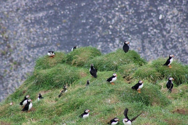 Private Tour to Westman Islands with Extra Waterfall Visit
