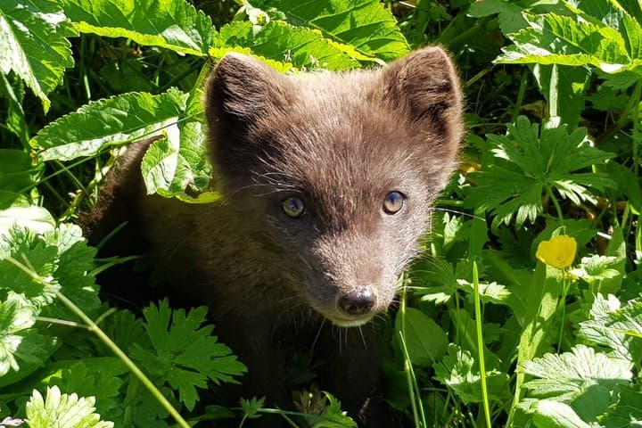 Tour to The Arctic Fox Centre