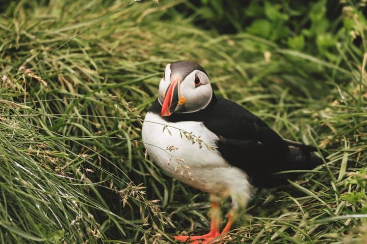 Enchanted Eastfjords Elves, Puffins, Vok Baths from Seydisfjordur