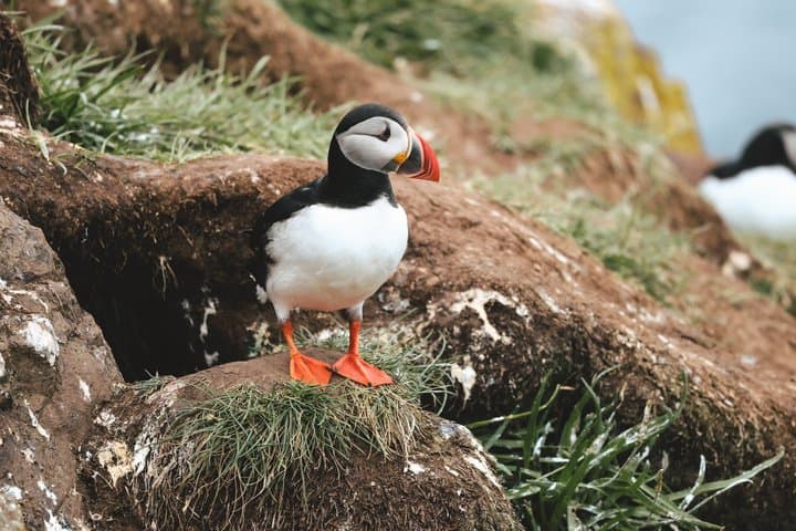Enchanted Eastfjords Elves, Puffins, Vok Baths from Seydisfjordur