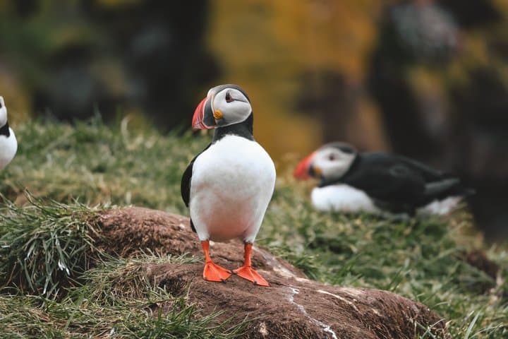 Enchanted Eastfjords Elves, Puffins, Vok Baths from Seydisfjordur