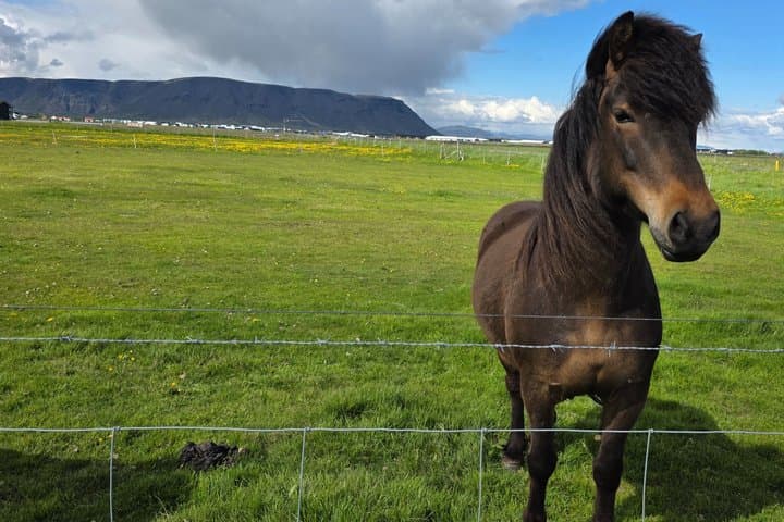 South Coast Private Tour from Reykjavik to Iconic Attractions