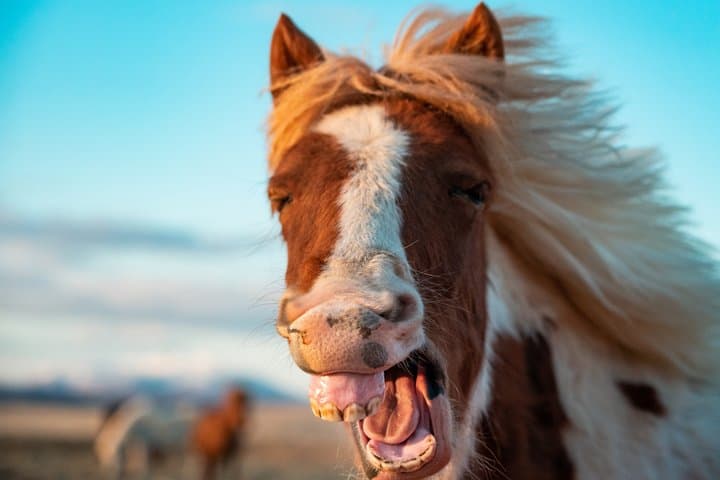 Golden Circle Tour & Meet the Icelandic Horses from Reykjavik