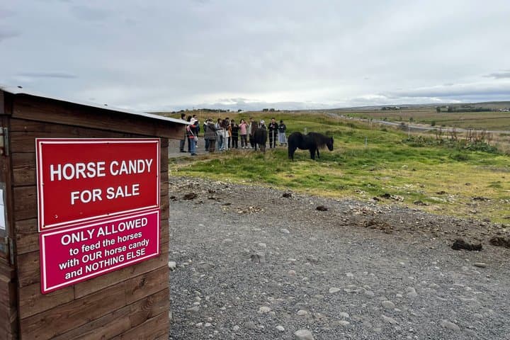 Golden Circle Tour & Meet the Icelandic Horses from Reykjavik