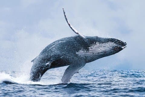 A majestic humpback whale breaching near Reykjavík — an unforgettable sight!