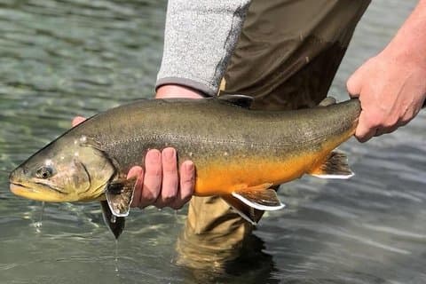 Arctic Char - River Fishing