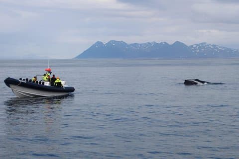 Passengers observing feeding behavior