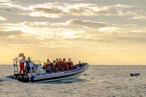 Premium Whales, Puffins & Reykjavík in the Midnight Sun