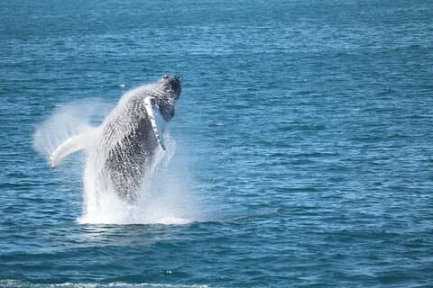 A powerful humpback leaps from the sea, sending shimmering spray into the Arctic air.