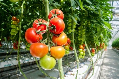 Private Golden Circle Tour with Frioheimar Greenhouse Visit