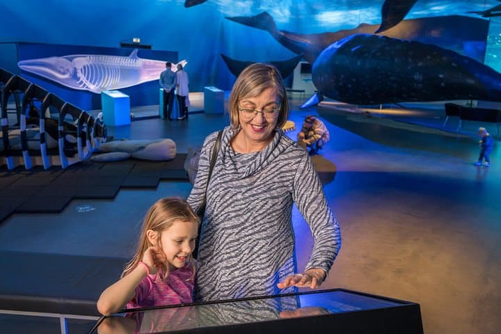 Whales of Iceland Exhibition