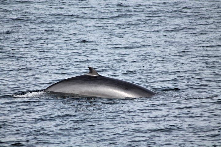 A curious minke whale surfacing close to the boat.