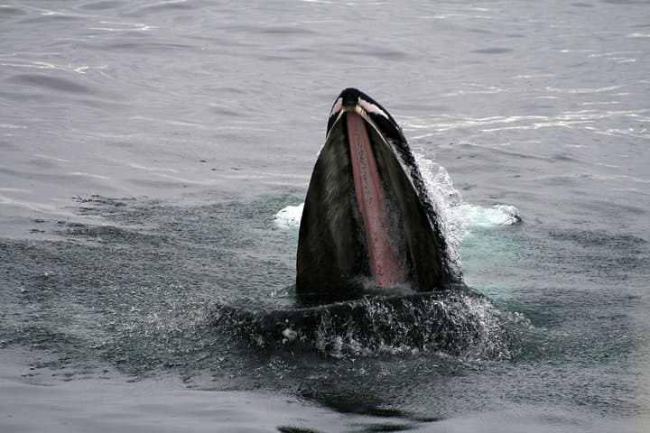 A feeding humpback whale