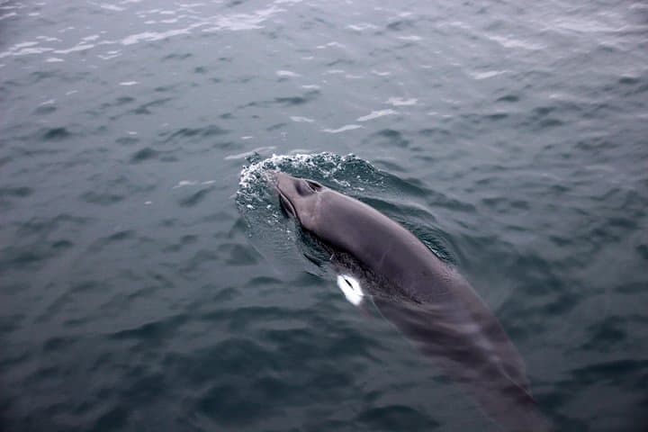 A minke whale is spotted from our boat