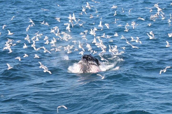 Seabirds circling above as whales feed in Faxaflói Bay.