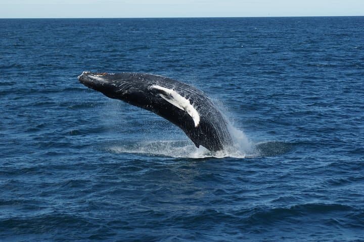 Guests cheering as a whale breaches right beside the boat.