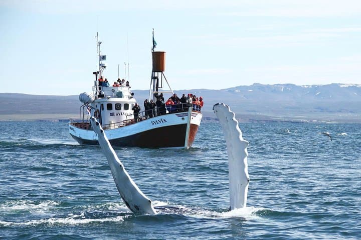 Húsavík Traditional Whale Watching by Local Family Company