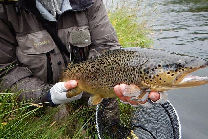 Brown Trout Fishing