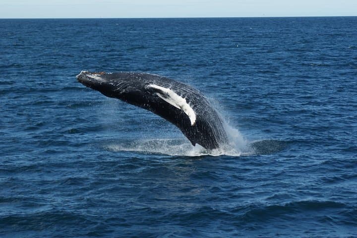 Witness the incredible power and grace of humpback whales as they breach the surface of Faxaflói Bay on an unforgettable Whale Watching tour from Reykjavík.
