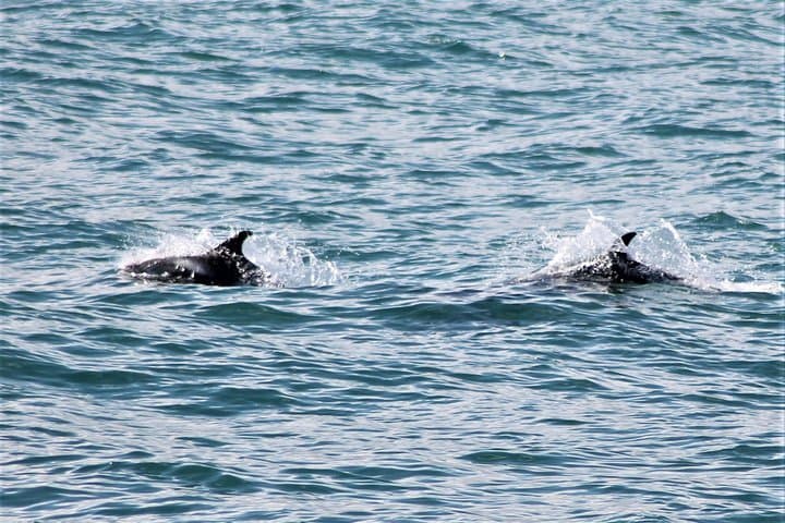 A pair of whales cruising peacefully near the boat.