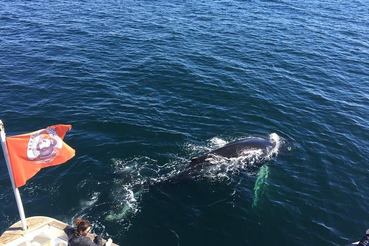 Get up close to Iceland’s gentle giants as they swim beside your boat during an unforgettable Whale Watching tour from Reykjavík.