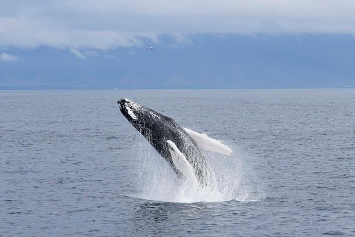 Whale-Watching Boat Tour with Expert Guide from Reykjavik