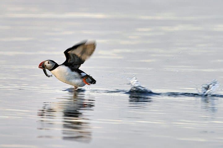 Iceland Super Saver: Puffin Cruise plus Whale-Watching Tour from Reykjavik
