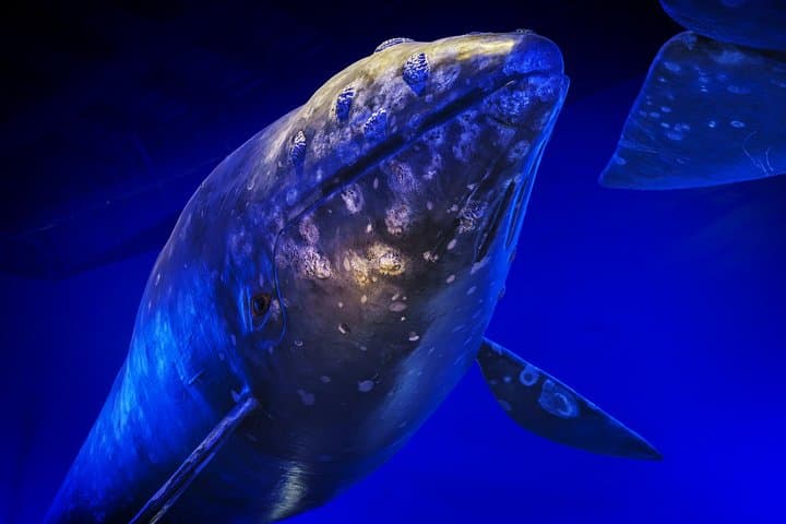 Whales of Iceland Exhibition