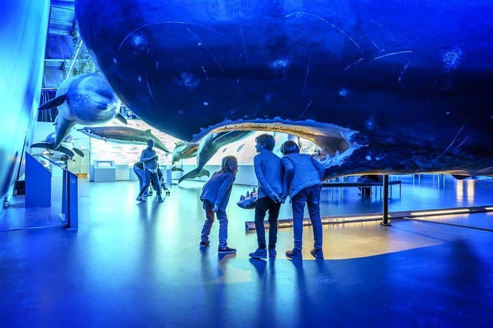 Whales of Iceland Exhibition