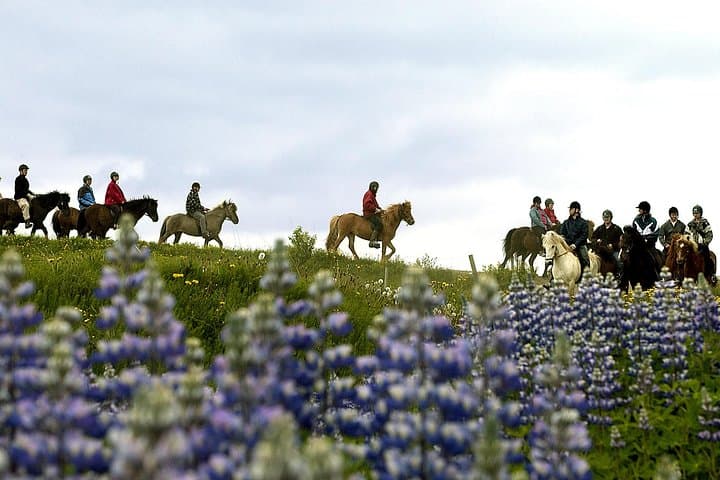 Laxnes Farm, Lupines
