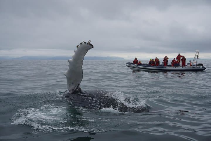 A humpback sending a friendly wave