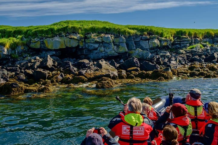 Hear interesting tales and facts about the puffins from your guide