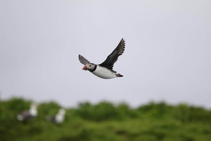 A Puffin