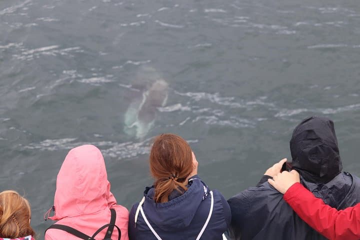Watch in awe as a whale swims just beneath the surface — a magical moment shared with fellow travelers on your Whale Watching tour from Reykjavík.