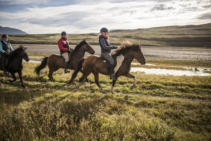 Exclusive Riding Program for Advanced Horse Riders - Give Me 5! - 2 to 3 hours
