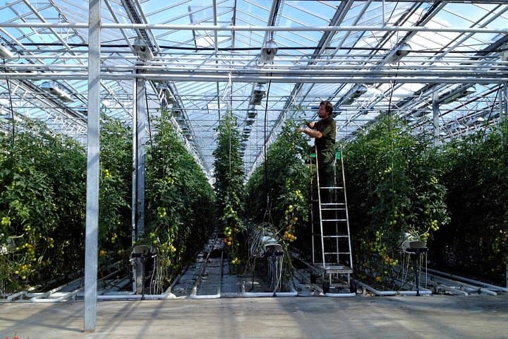 Fridheimar greenhouse