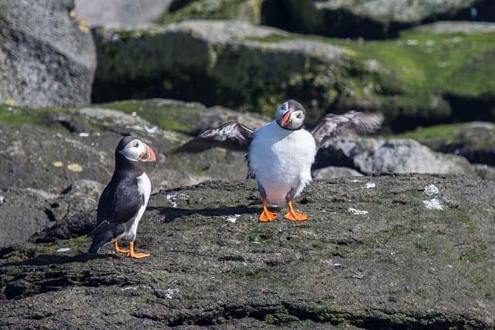 Resting on the puffin islands