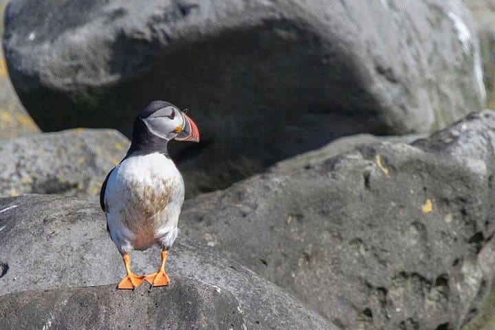 Resting on the puffin islands