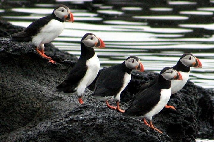 Resting on the puffin islands