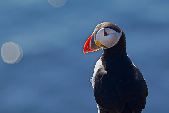 The Atlantic Puffin