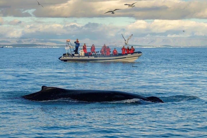 Small-group Whale Watching in the Midnight Sun from Reykjavík